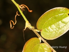 © Lijin Huang (紫楝), some rights reserved (CC-BY-NC)