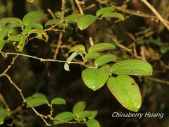 © Lijin Huang (紫楝), some rights reserved (CC-BY-NC)