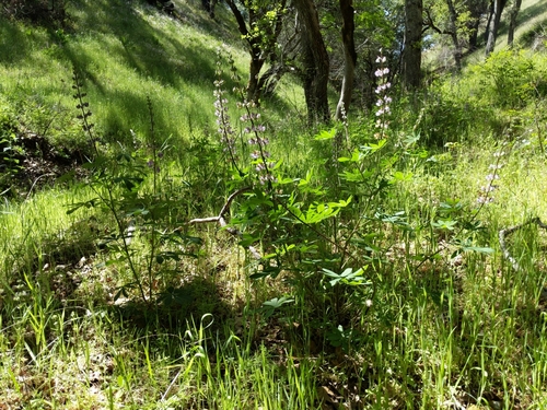 iNaturalist observation photo of Broadleaf Lupine