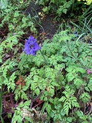 Hyacinthoides