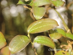 © Lijin Huang (紫楝), some rights reserved (CC-BY-NC)