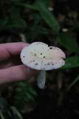Russula