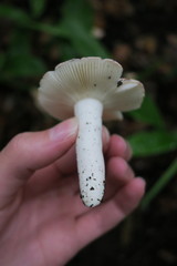 Russula