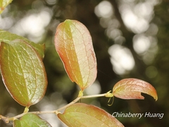 © Lijin Huang (紫楝), some rights reserved (CC-BY-NC)