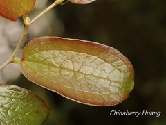 © Lijin Huang (紫楝), some rights reserved (CC-BY-NC)