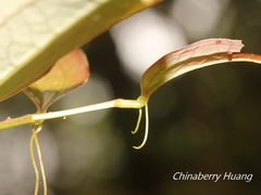 © Lijin Huang (紫楝), some rights reserved (CC-BY-NC)