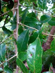 Celtis paniculata