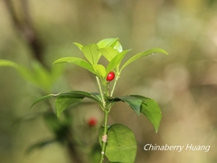 Skimmia