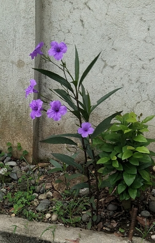 Ruellia simplex