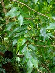 Celtis paniculata