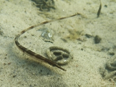 Syngnathus rostellatus