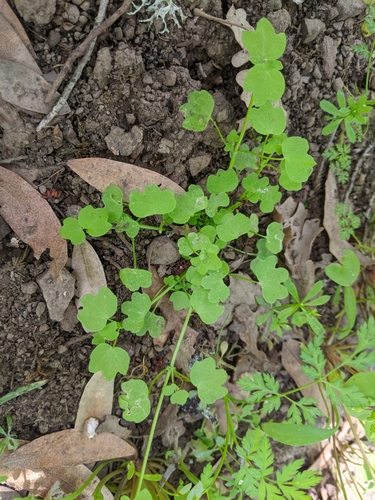iNaturalist observation photo of hoary bowlesia