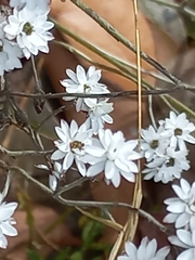 Pithocarpa pulchella