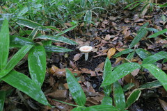 Russula