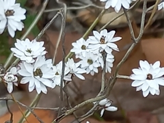 Pithocarpa pulchella