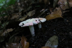 Russula