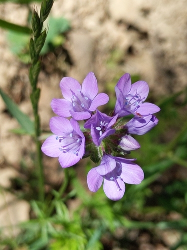 iNaturalist observation photo of California gilia