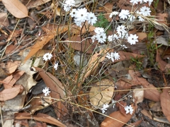 Pithocarpa pulchella