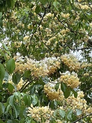 Crateva unilocularis