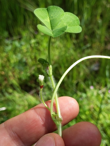 iNaturalist observation photo of Subterranean Clover