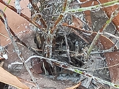 Pithocarpa pulchella