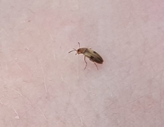 Anaspis maculata