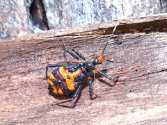 Havinthus rufovarius