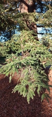 Sequoioideae