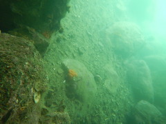 Aplidium benhami