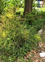 Euphorbia tirucalli