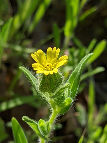 iNaturalist observation photo of grassy tarweed