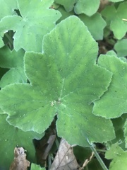 Pelargonium tomentosum