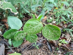 Vincetoxicum hirsutum