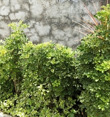 Polyscias guilfoylei