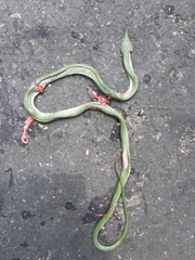 Gonyosoma boulengeri