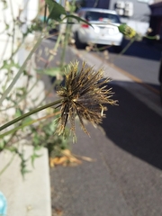 Bidens pilosa