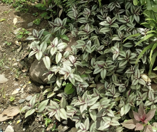 Tradescantia zebrina