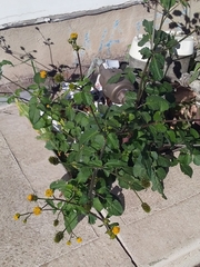 Bidens pilosa
