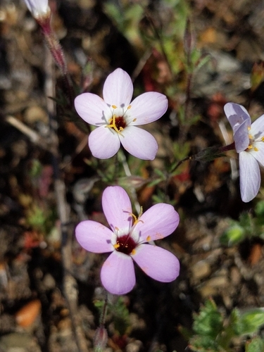 iNaturalist observation photo of Serpentine Leptosiphon
