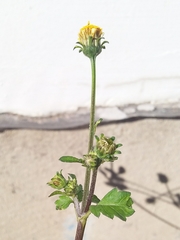 Bidens pilosa
