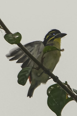 Pogoniulus atroflavus