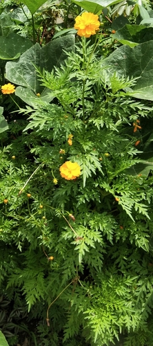 Cosmos sulphureus