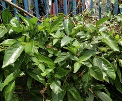 Ficus nota