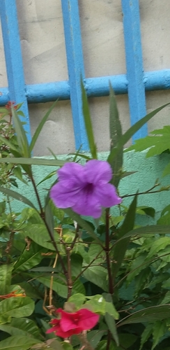 Ruellia simplex
