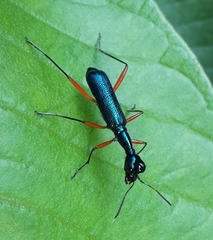 Neocollyris distincta