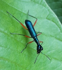 Neocollyris distincta