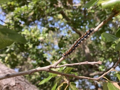 Malacosoma constricta