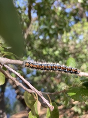Malacosoma constricta