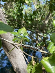 Malacosoma constricta