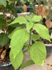 Acalypha lanceolata